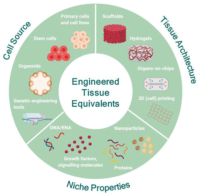 Figure 1: Creating Human Tissue Equivalents in the Lab (OA Literature)